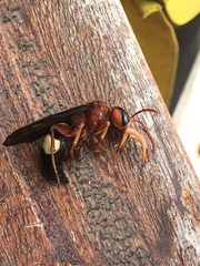 Synagris cornuta basalis