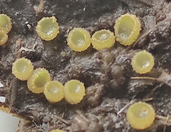 Ascobolus furfuraceus
