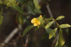 Barleria crossandriformis