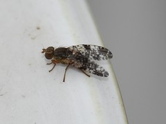 Tephritis vespertina