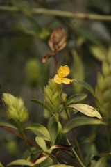Barleria crossandriformis