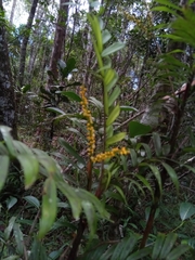 Dypsis concinna