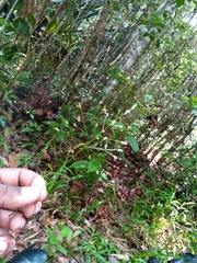 Megastachya mucronata