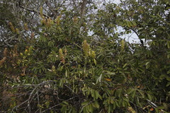 Barleria crossandriformis