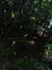 Megastachya mucronata