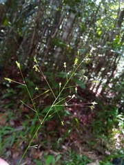 Megastachya mucronata