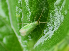 Orthotylus marginalis