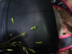 Megastachya mucronata