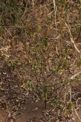 Barleria crossandriformis