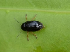 Cryptocephalus ocellatus