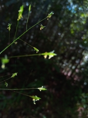 Megastachya mucronata