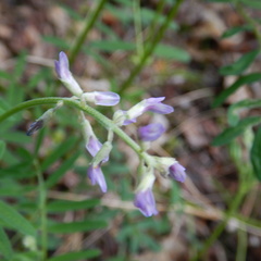 Astragalus eucosmus