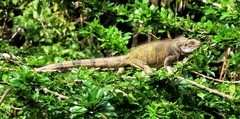 Iguana iguana