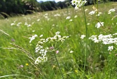 Oenanthe peucedanifolia
