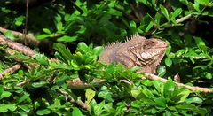 Iguana iguana