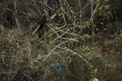 Pyrostria hystrix