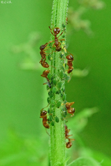 Aphis urticata