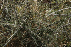 Pyrostria hystrix