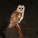 Australian Barn Owl - Photo (c) Nik Borrow, some rights reserved (CC BY-NC)