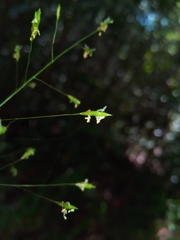 Megastachya mucronata