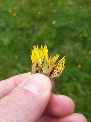 Tephritis vespertina