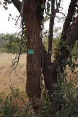 Albizia harveyi