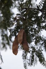 Albizia harveyi