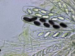 Ascobolus furfuraceus