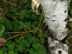 Aurantioporthe corni