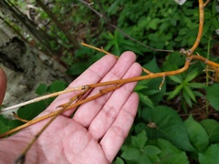 Aurantioporthe corni