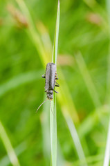 Cantharis tristis