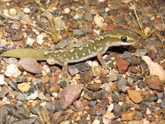 Forked Gecko photo 2