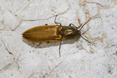 Ctenicera virens