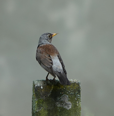 Turdus pilaris