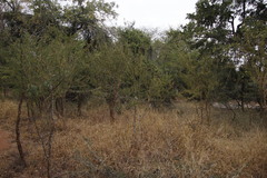 Ormocarpum trichocarpum