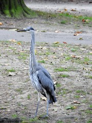 Ardea cinerea