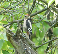 Dendrocopos major