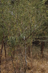 Ormocarpum trichocarpum