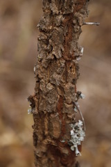 Ormocarpum trichocarpum