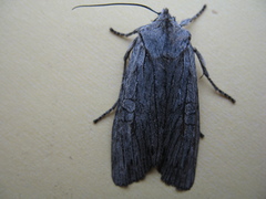 Lithophane georgii