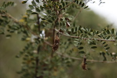 Ormocarpum trichocarpum