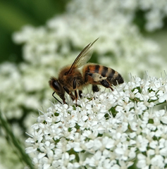 Apis mellifera