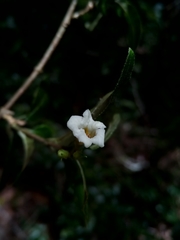 Mostuea brunonis