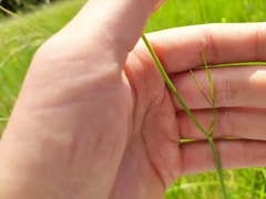 Oenanthe peucedanifolia