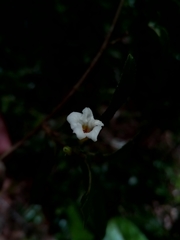 Mostuea brunonis