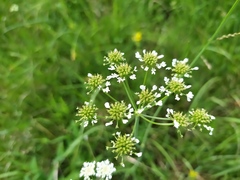 Oenanthe peucedanifolia