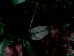 Mostuea brunonis