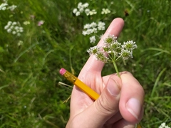 Oenanthe peucedanifolia