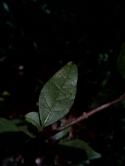 Mostuea brunonis