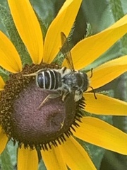 Megachile pugnata